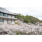 桜満開の千光寺公園