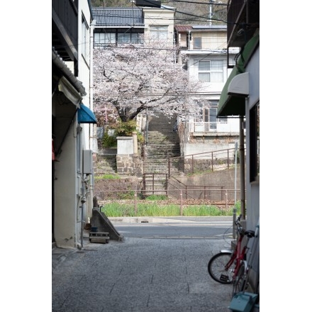 路地から見る桜
