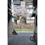 路地から見る桜