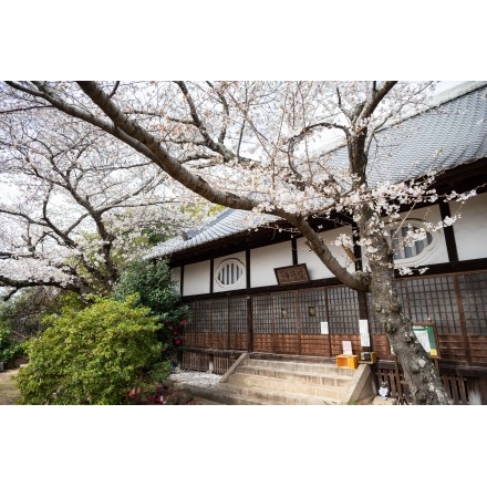 信行寺の桜