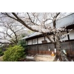 信行寺の桜