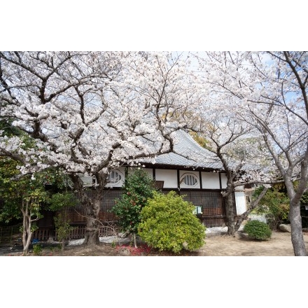 信行寺の桜