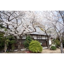 信行寺の桜