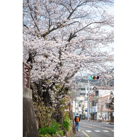 国道沿いの桜
