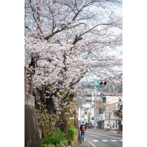 国道沿いの桜