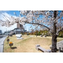 桜咲くしまなみサクラ公園