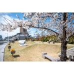 桜咲くしまなみサクラ公園
