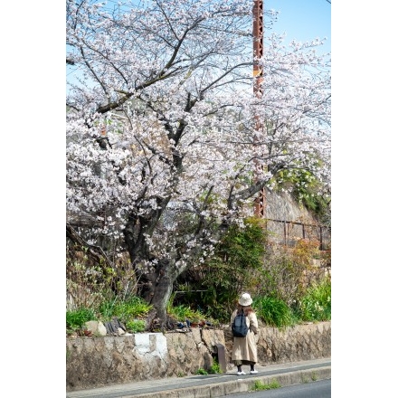 国道沿いの桜