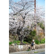 国道沿いの桜