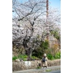 国道沿いの桜