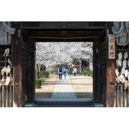 西國寺仁王門越しに見る桜