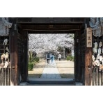 西國寺仁王門越しに見る桜