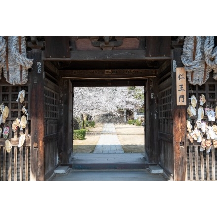 西國寺仁王門越しに見る桜