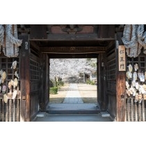 西國寺仁王門越しに見る桜