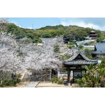 桜咲く西國寺