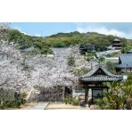 桜咲く西國寺