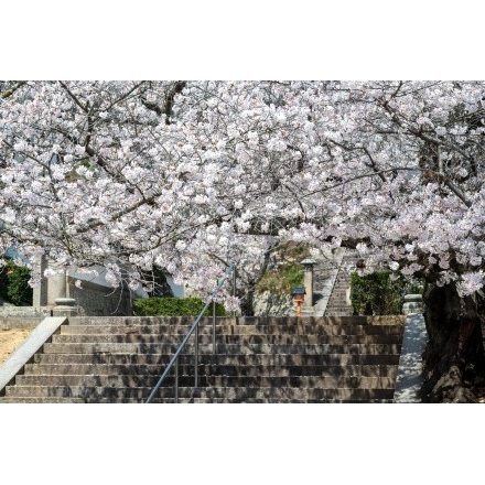 桜咲く西國寺参道