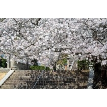 桜咲く西國寺参道