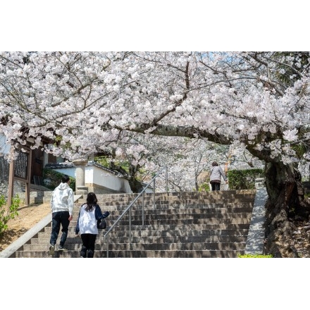 桜咲く西國寺参道