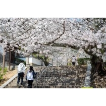 桜咲く西國寺参道