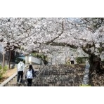 桜咲く西國寺参道