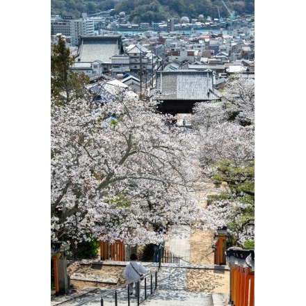 桜咲く西國寺参道