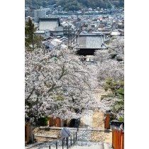 桜咲く西國寺参道