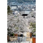 桜咲く西國寺参道