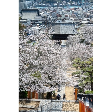 桜咲く西國寺参道