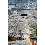 桜咲く西國寺参道