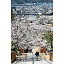 桜咲く西國寺参道