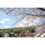 桜咲く西國寺