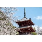 桜咲く西國寺三重塔