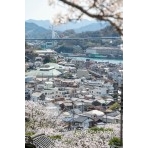 西國寺の桜越しに見る尾道市街地