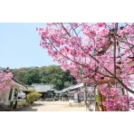 桜咲く西國寺境内