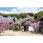 桜咲く西國寺境内