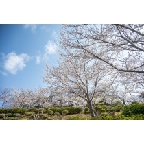 千光寺公園の桜風景