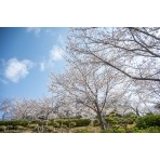 千光寺公園の桜風景