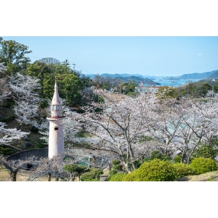 千光寺公園の桜風景