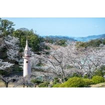 千光寺公園の桜風景