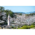千光寺公園の桜風景