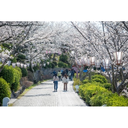 千光寺公園の桜風景