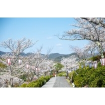 千光寺公園の桜風景