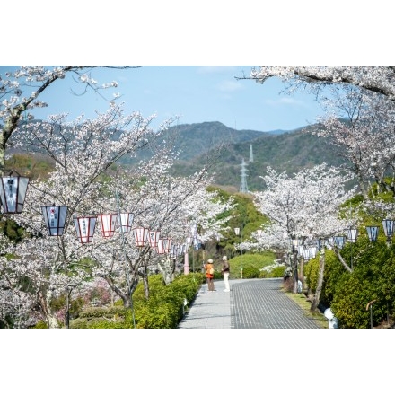 千光寺公園の桜風景