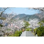 千光寺公園の桜風景