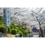 千光寺公園の桜風景