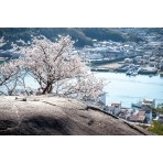 鼓岩と桜
