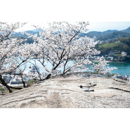 鼓岩と桜