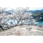 鼓岩と桜