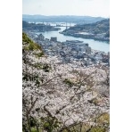 千光寺参道から見る桜越しの尾道市街地